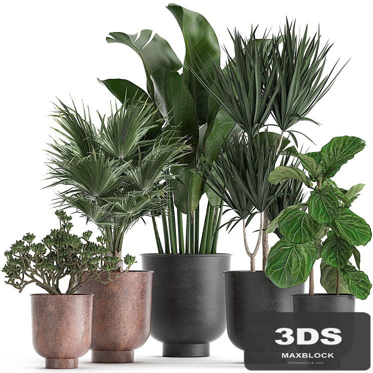 Collection of small plants in black pots Ficus lirata, Dracaena, fan palm, Crassula. Set 836.
