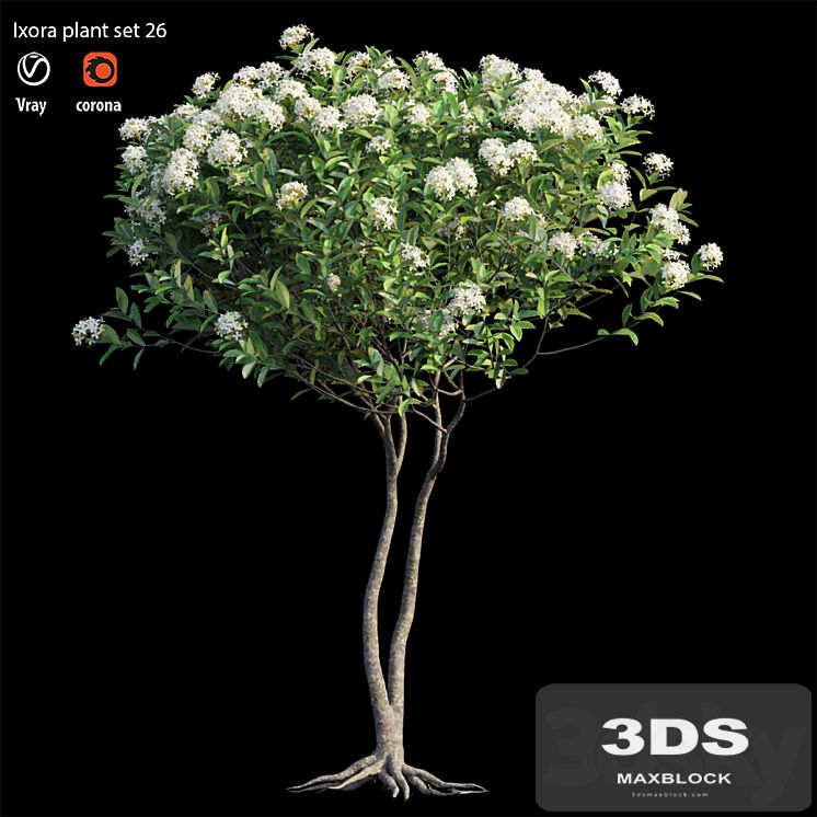 Ixora plant set 26