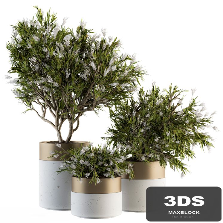 indoor Plant Set 181 - Flower Tree