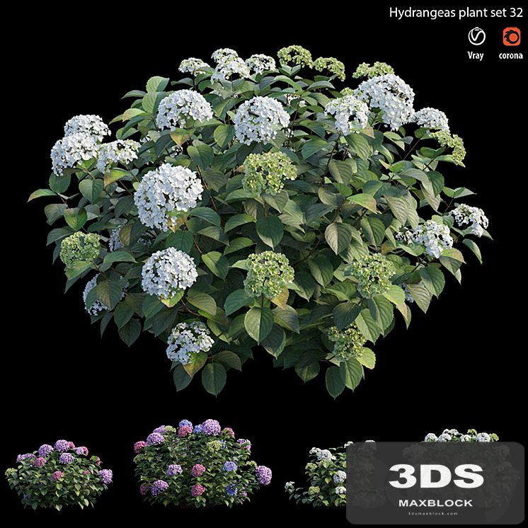 Hydrangea Plant set 32