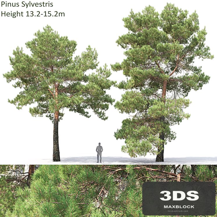 Pine