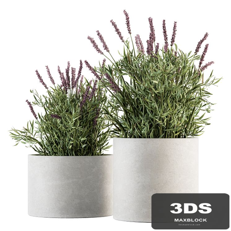 indoor Plant Set 183 - Lavender Bush