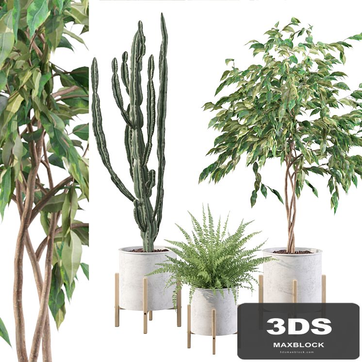 Plants collection 095