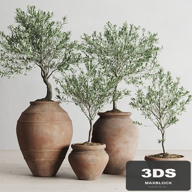 Olive European In Antique Clay Vessels