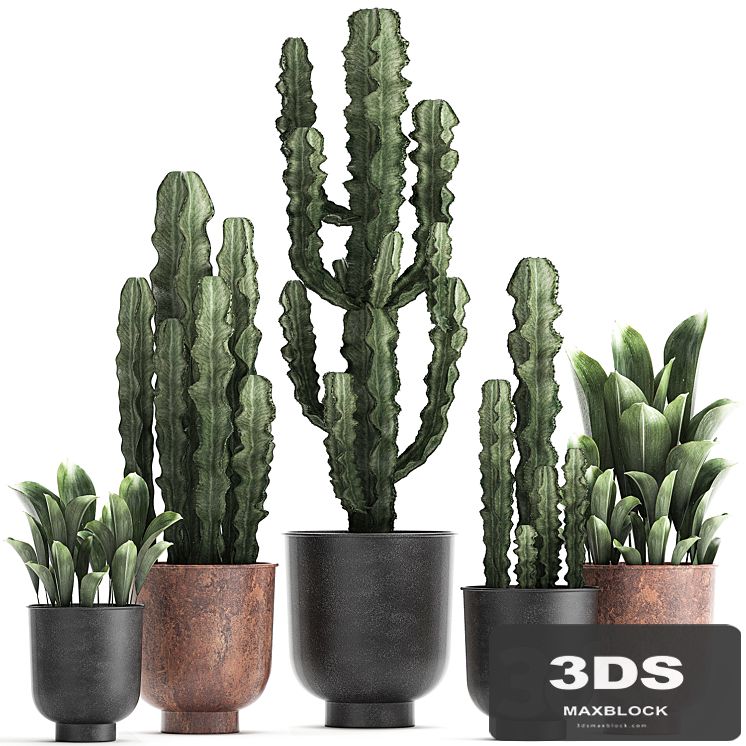 Collection of plants in black pots Cactus, Cereus. Set 839.