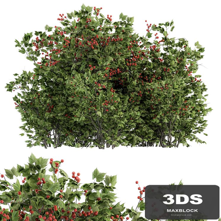 Berry Bush - Bush Set 17