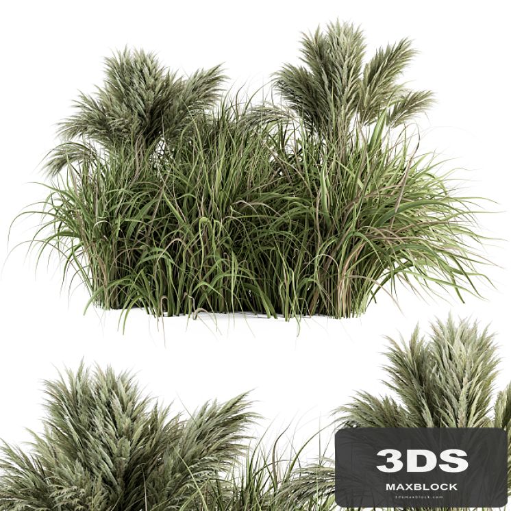Pampas Bush - Bush Set 21