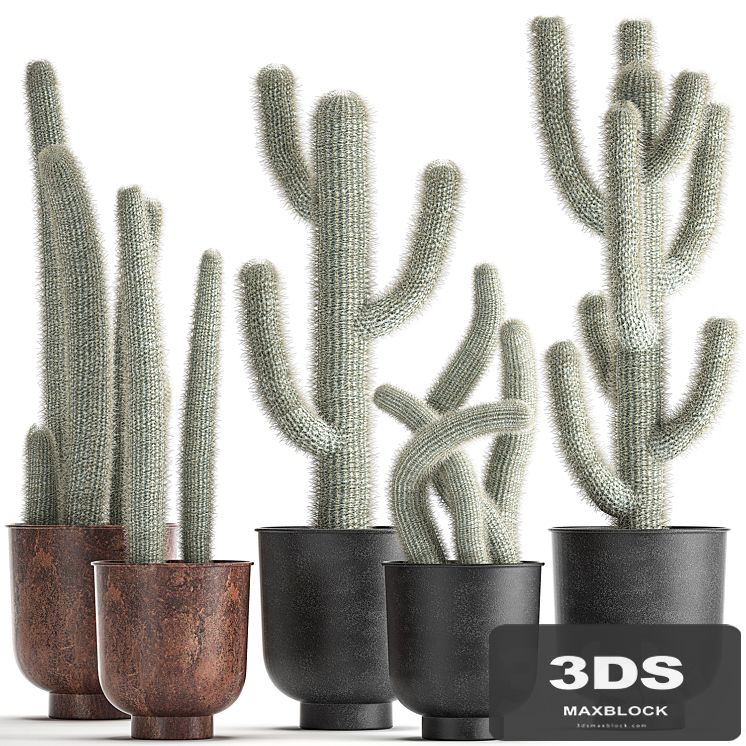 Collection of plants fluffy cacti in black pots, indoor Cleistocactus. Set 840.