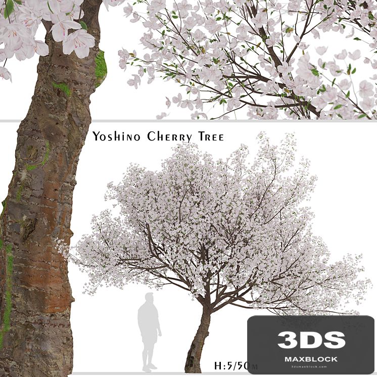 Yoshino Cherry Tree (Prunus yedoensis) (1 Tree)