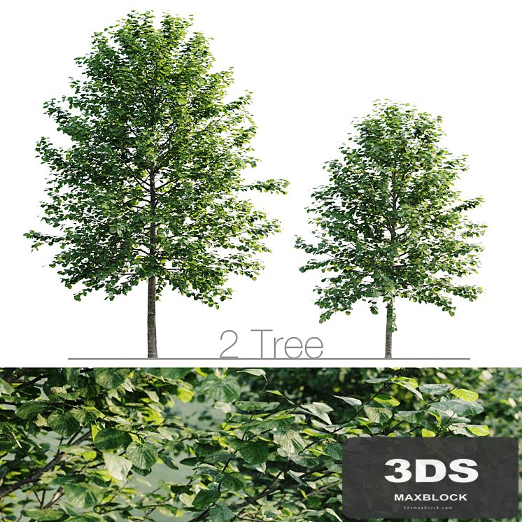 Tilia platyphyllos 8.5m and 6.3m