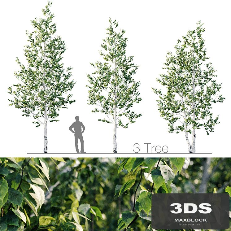 Birch 8m - 7m