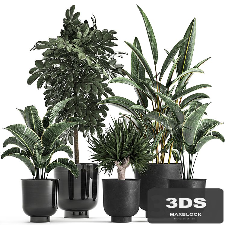 Collection of plants in black pots with Strelitzia, Scheffler, palm, Alpinia . Set 843.