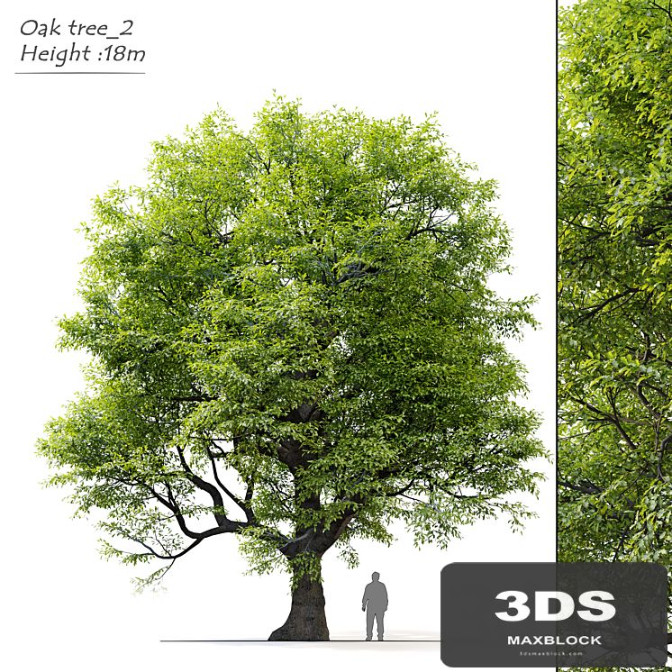 Old oak tree