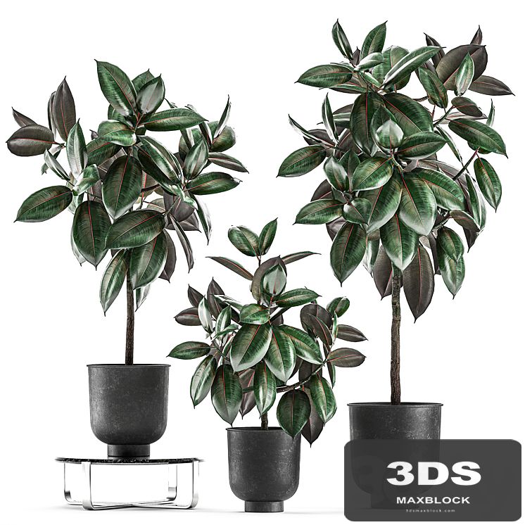 Collection of decorative small trees in black pots Ficus Abidjan, robusta, elastica. Set 848.