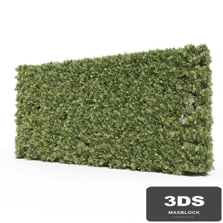 Thuja # 3 (Thuja # 3)