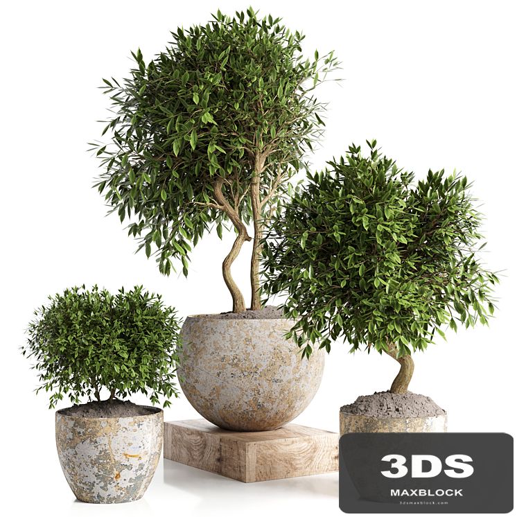 Outdoor plant in concrete pot 12