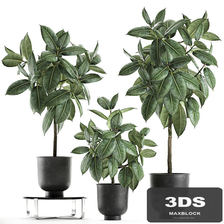 Collection of decorative small trees in black pots Ficus rubberiferous, robusta, elastic. Set 850.
