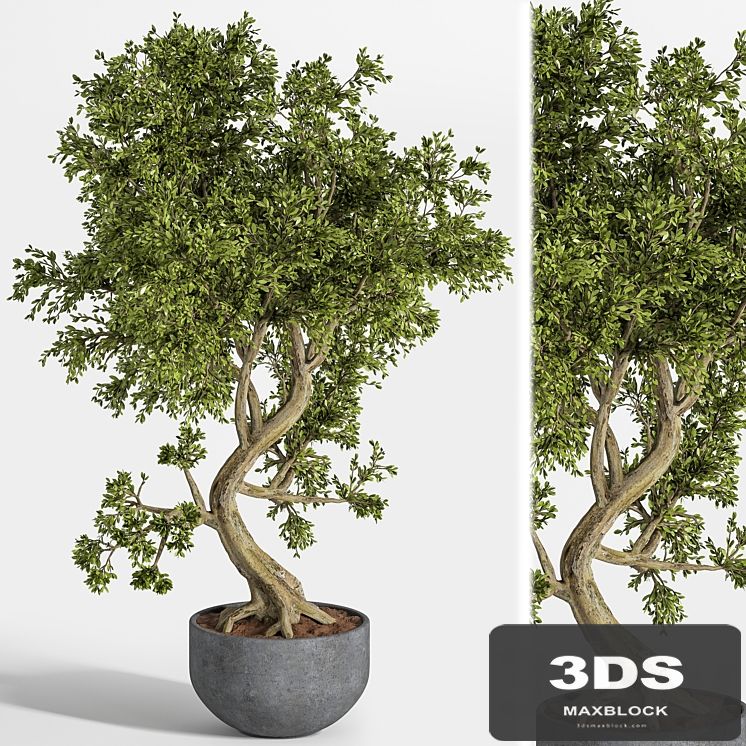 plant bonsai 01