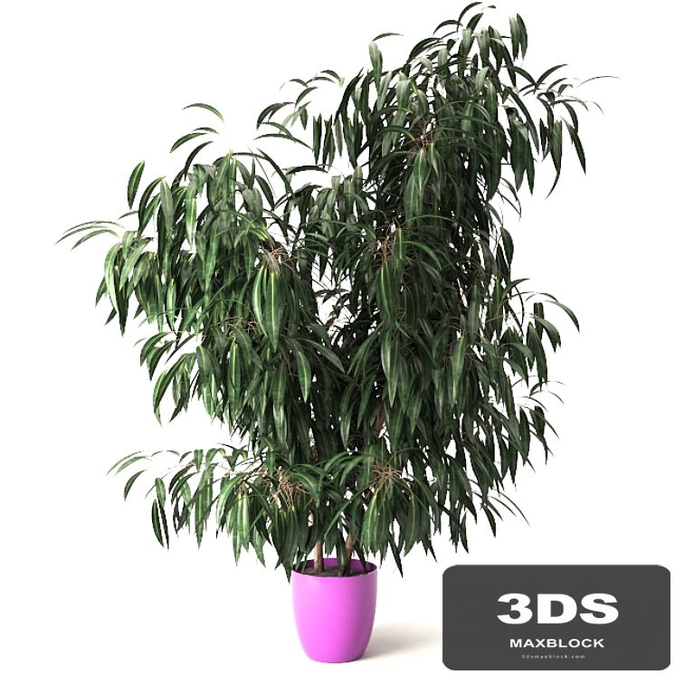 Nerium oleander