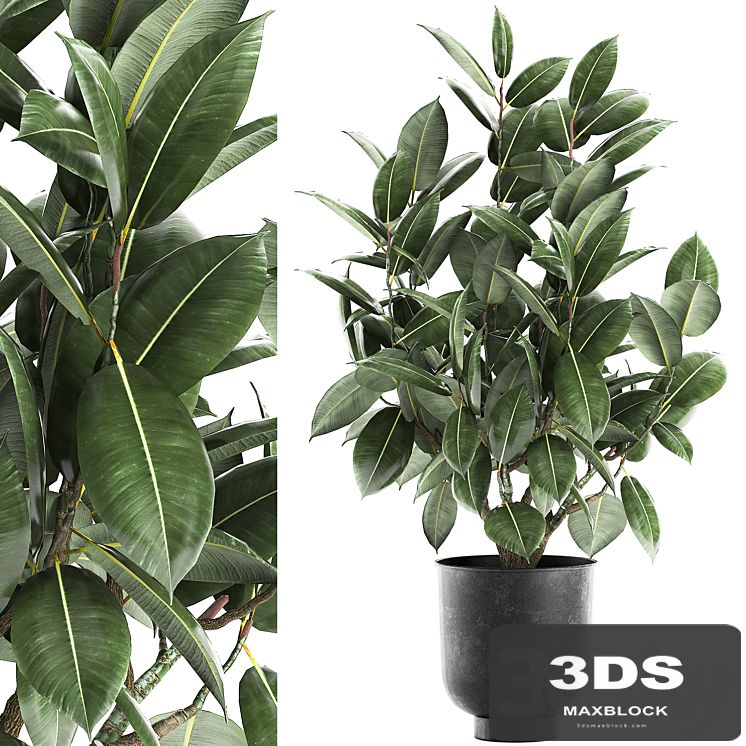 Decorative lush small tree with leaves in a black pot Ficus rubberiferous, robusta, elastic . 852.