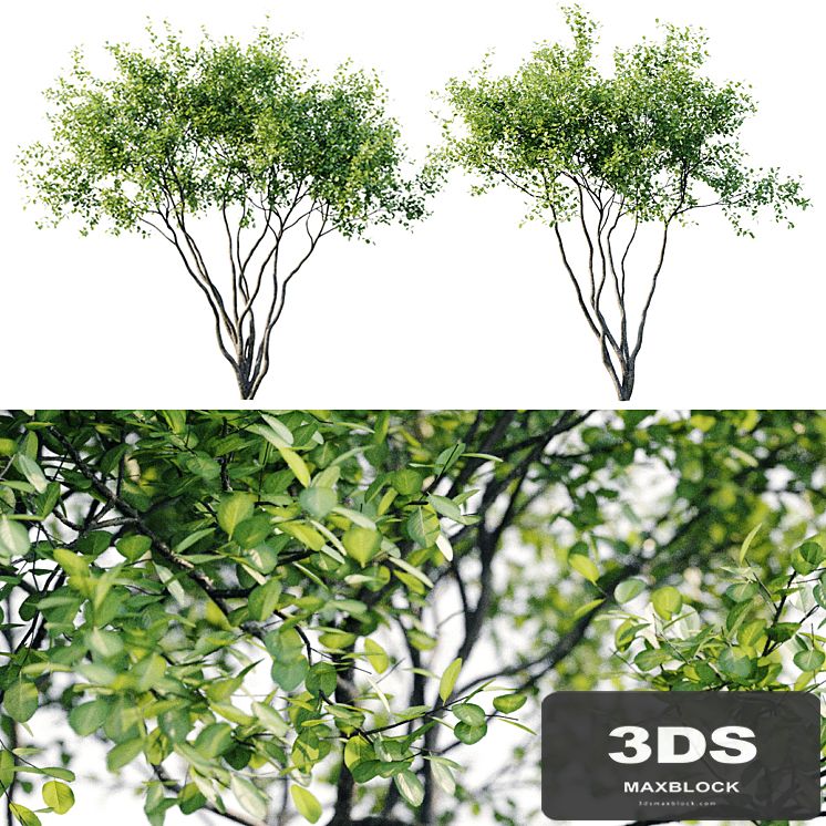 Amelanchier 4m