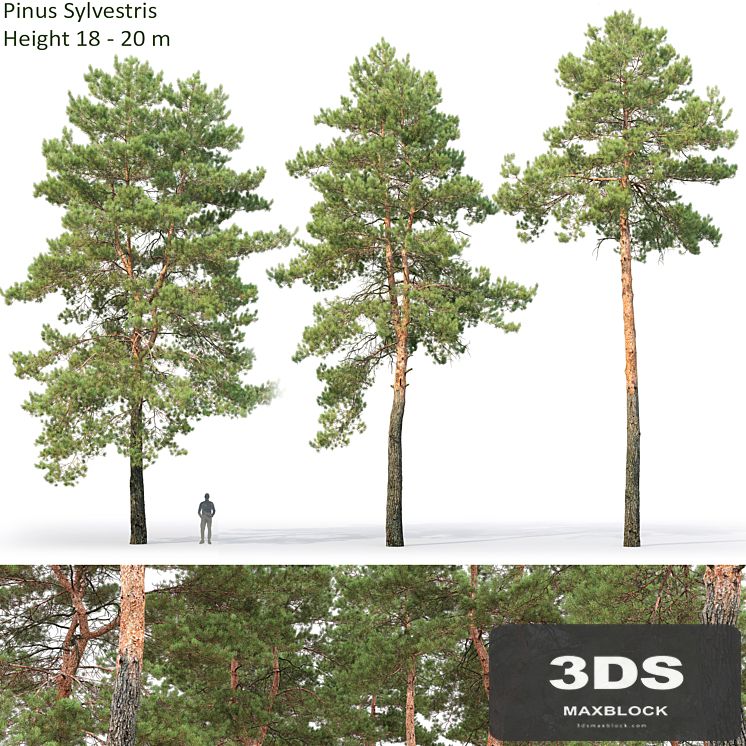 Pine