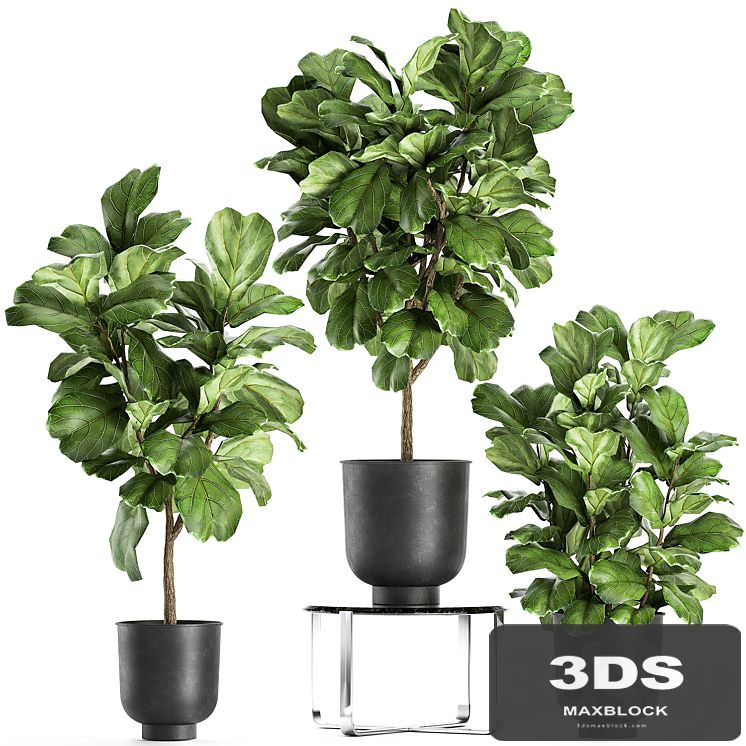 A collection of decorative small trees with large leaves in a black pot Ficus lyrata. Set 854.