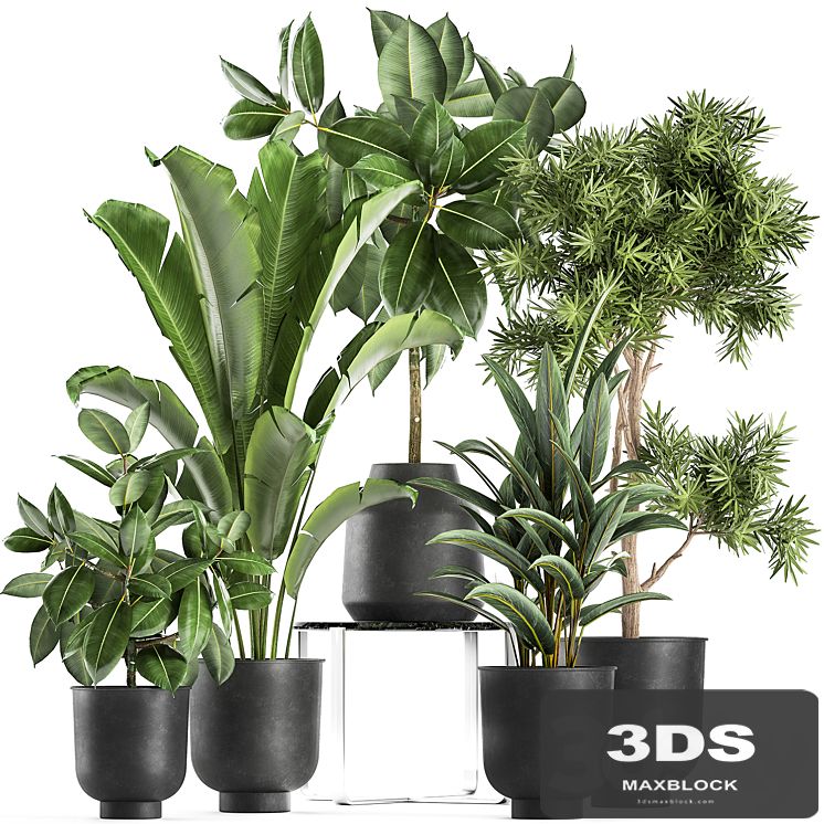 Collection of plants in black pots with Fiucus tree, Banana palm, Strelitzia. Set 855.