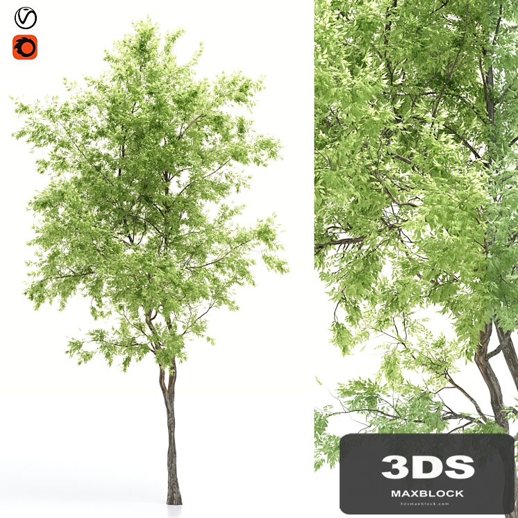 elder tree