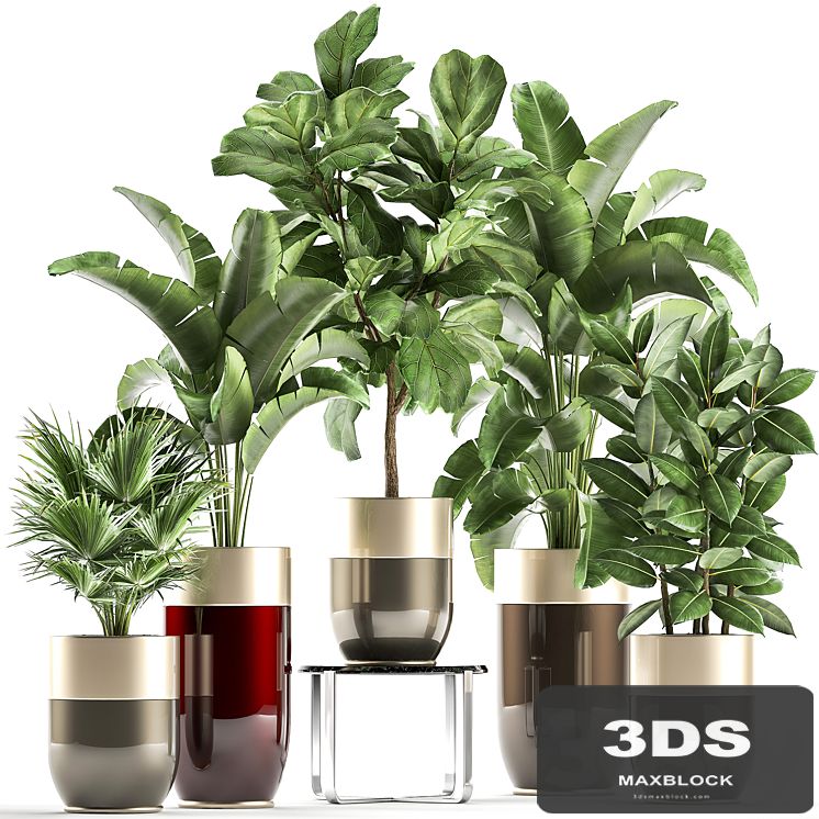 Collection of plants in gold pots Godwin Longhi luxury with Banana palm, ficus, luxury decor. Set 858.