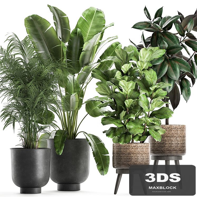 Collection of beautiful plants in black pots and baskets with palm hovea, Strelitzia, ficus, tree, Elastic, Abidjan. Set 860.