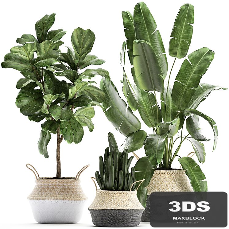 A collection of beautiful plants in black and white baskets with banana palm, Strelitzia, Ficus lirata, cactus. Set 861.