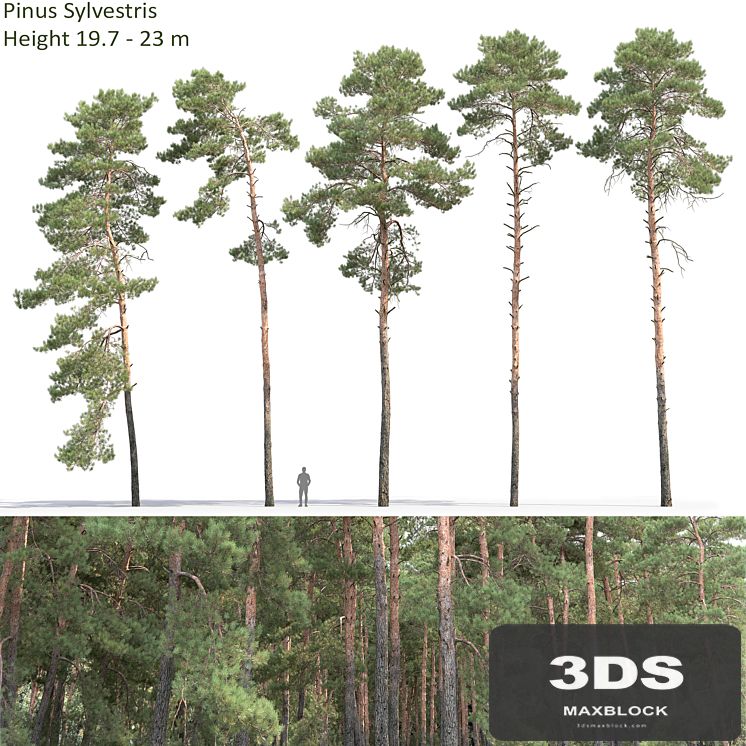 Pine