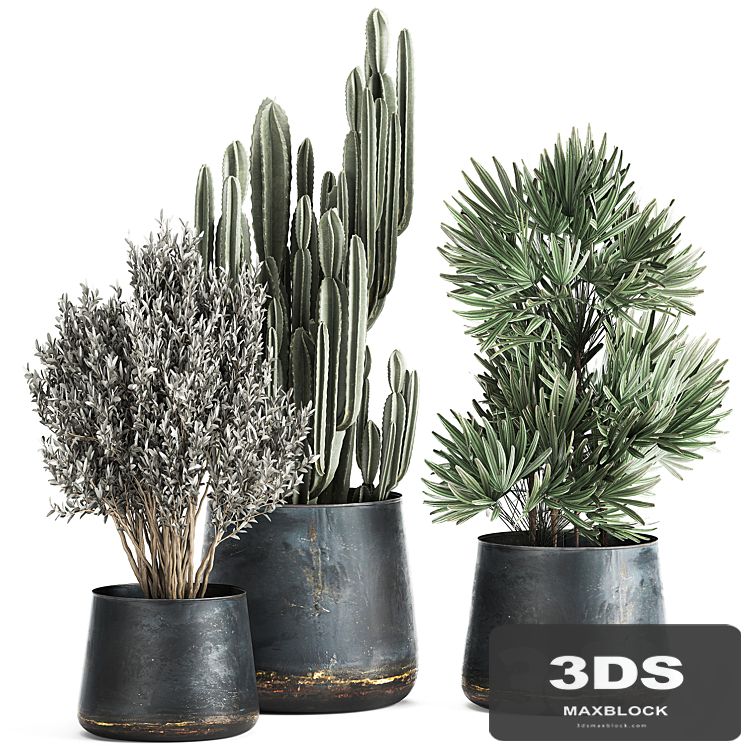 Collection of small plants in luxury pots with Cactus, palm, olive, tree, Rapeseed, Raphis, Cereus. Set 870.