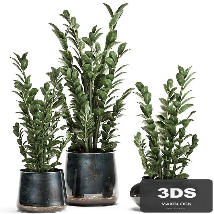 Collection of small plants in luxury pots with Zamiokulkas flower, money tree. Set 872.