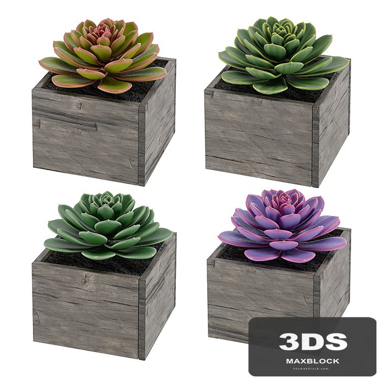 Succulents