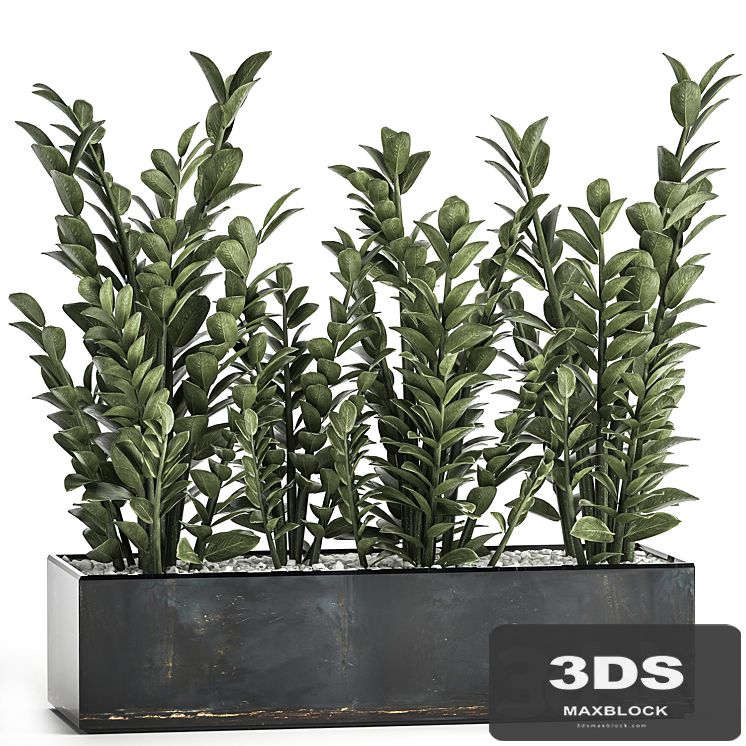 A small lush flower in a luxury pot with Zamiokulkas, a money tree. Set 874.