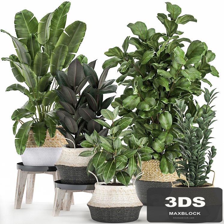 A collection of lush plants in rattan baskets with thickets of Ficus Lirata, Strelitzia, banana palm, Zamiokulkas. Set 874.