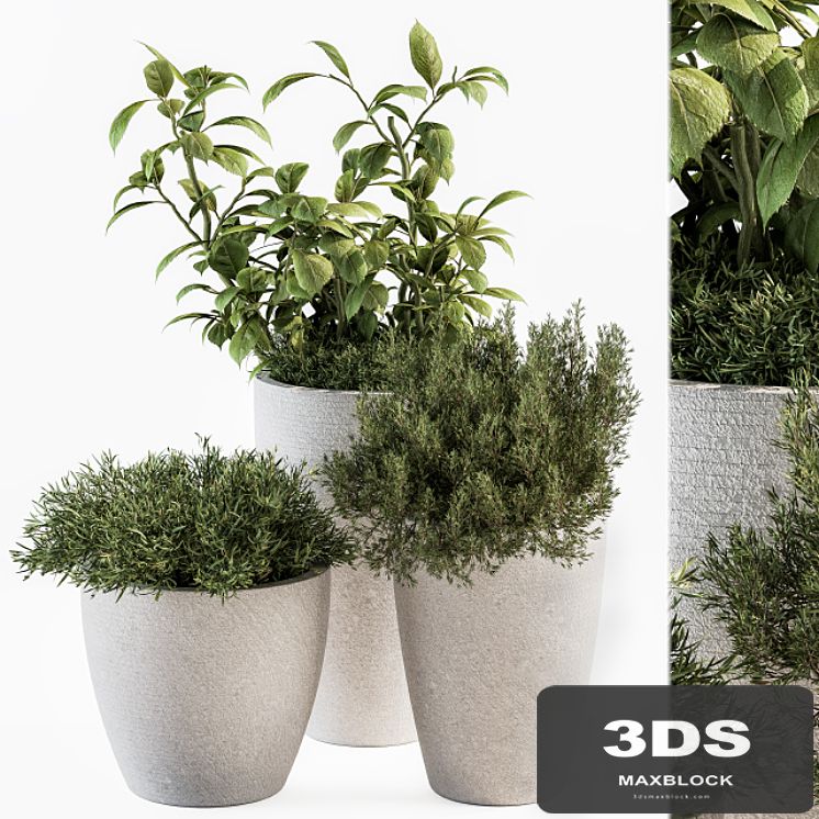 indoor Plant Set 191 - Plant in pot