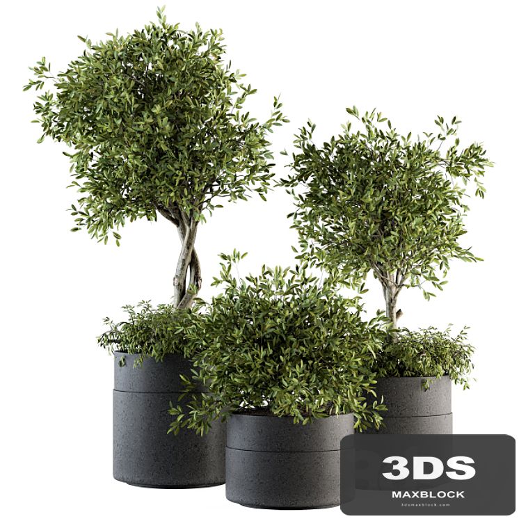 indoor Plant Set 193 - Tree in pot