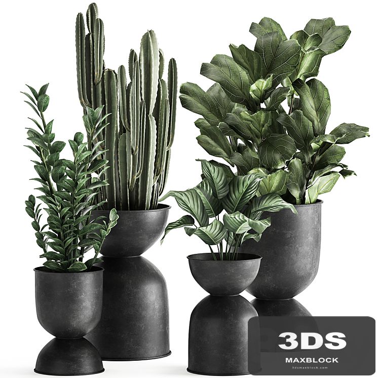 A collection of small exotic flowers in black metal pots Zamiokulkas, cactus, ficus. Set 887.
