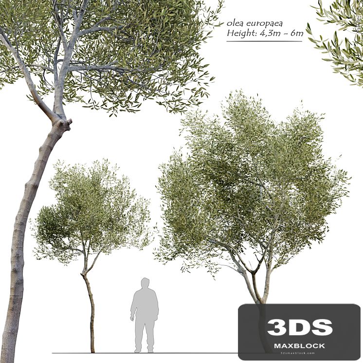 Olea europaea (Olive tree)