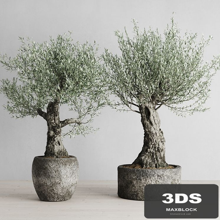 Old Olive Trees In Stone Pots