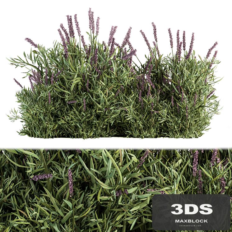 Lavender Bush - Bush Set20