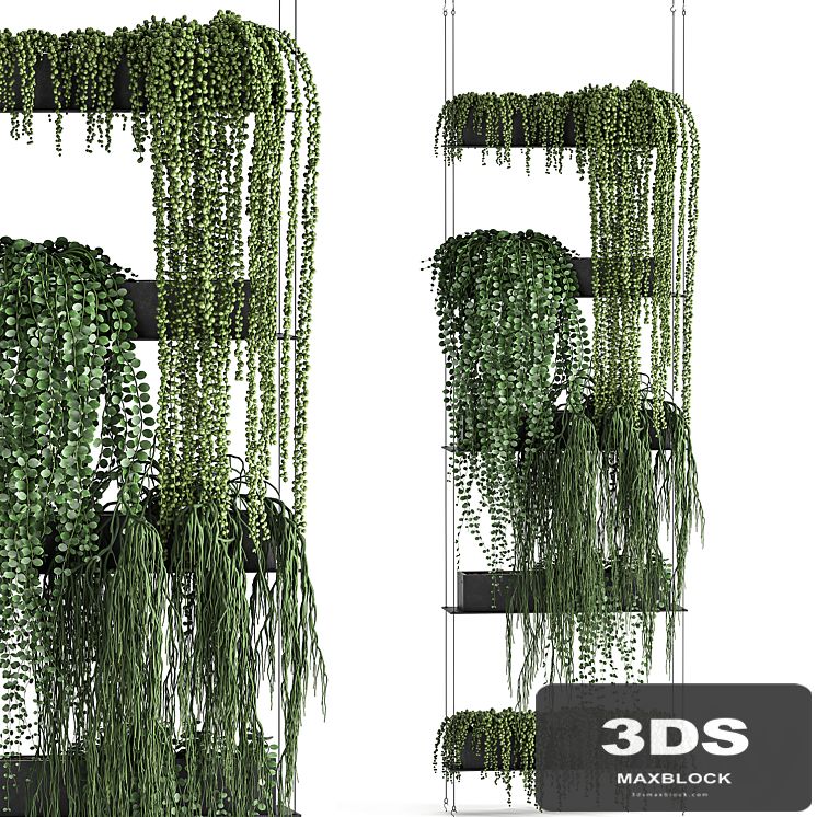 Vertical gardening Succulents, hanging plants, a black shelf, a Krestovnik, a phytostena, a phytomodule. Set 65