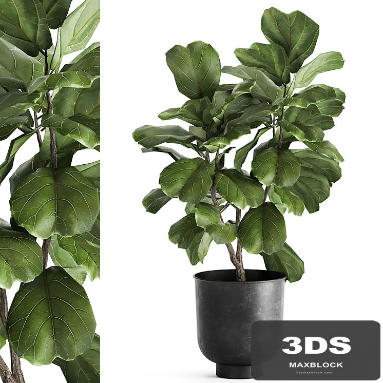 Decorative small tree in a black metal pot with Ficus lyrata. 878.