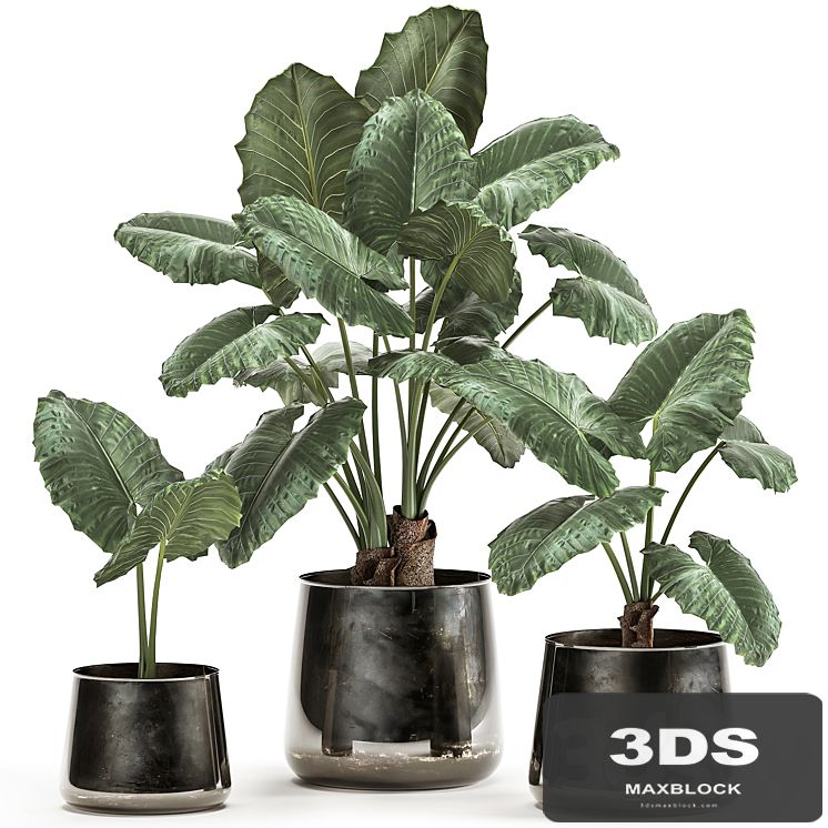 A collection of beautiful lush exotic flowers in black metal pots Alokasia. Set 881