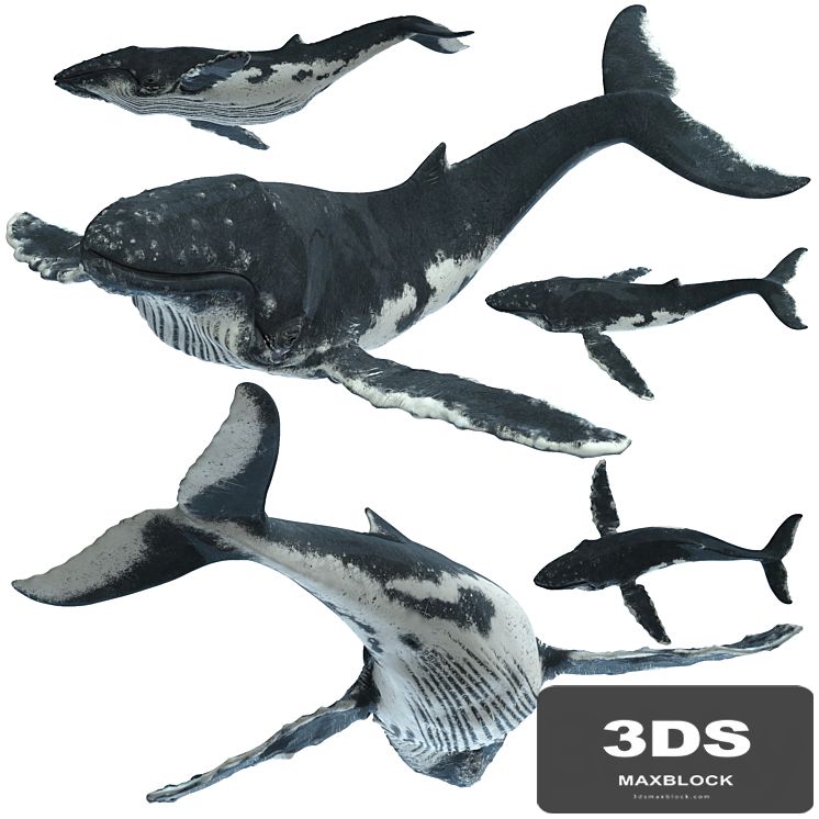 Humpback whale
