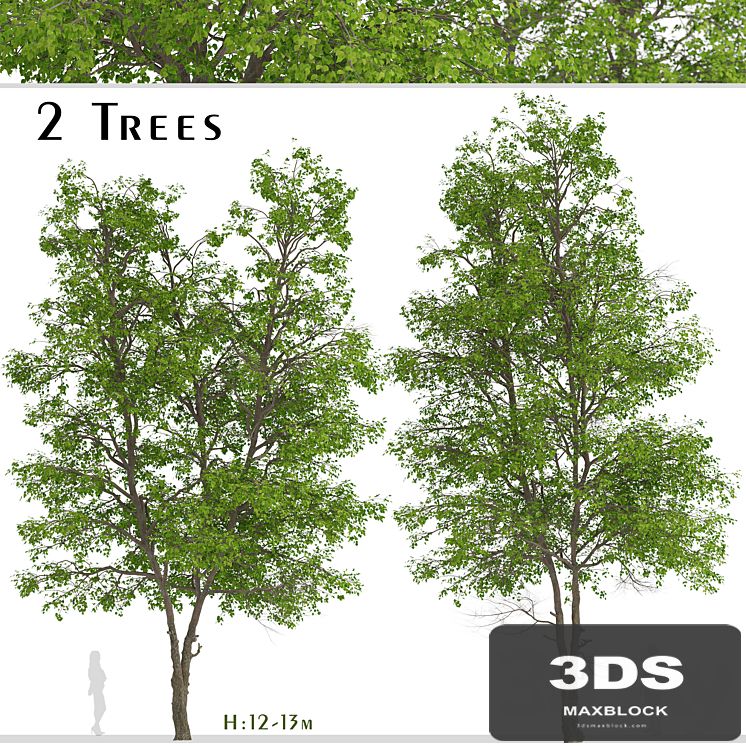 Set of Tilia Platyphyllos Trees (Large-Leaved Lime) (2 Trees)