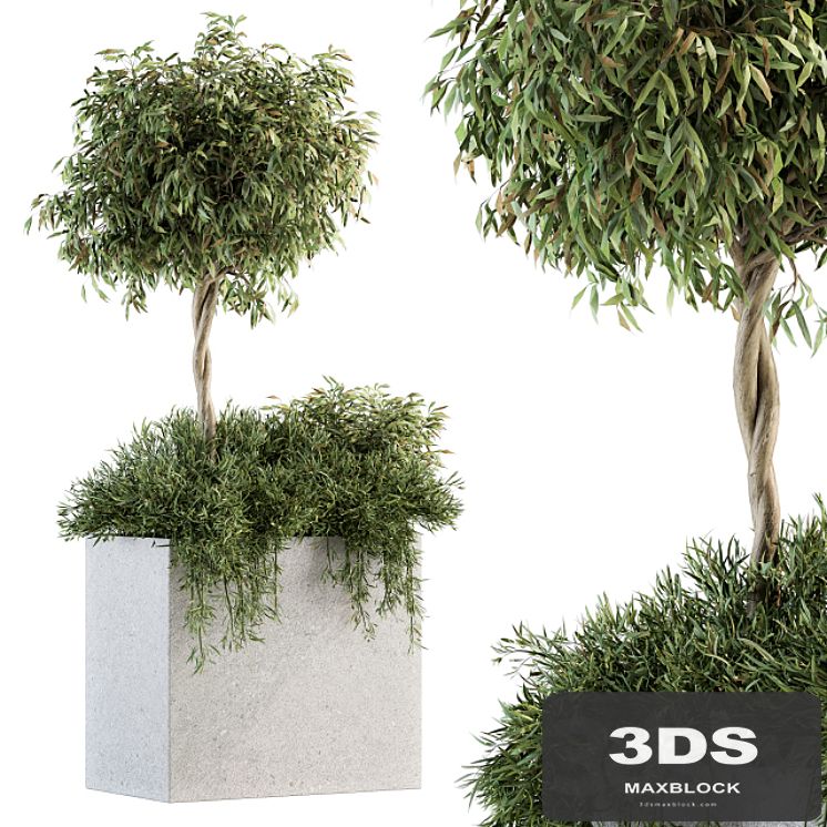 Outdoor Plant Set 172 - Plant Box tree